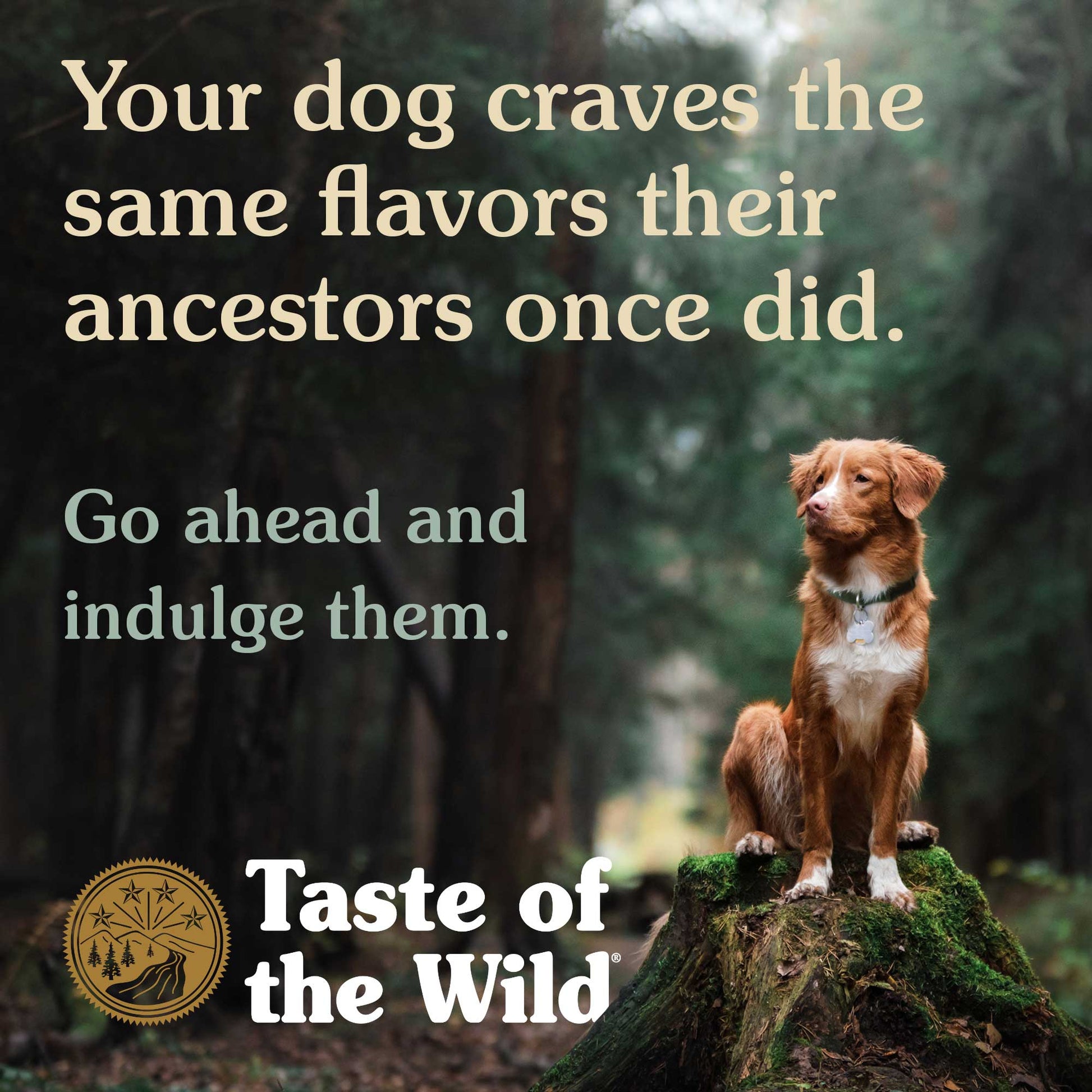 Taste of the Wild High Prairie Canine Recipe - Pet Merit StoreTaste of the Wild High Prairie Canine Recipe