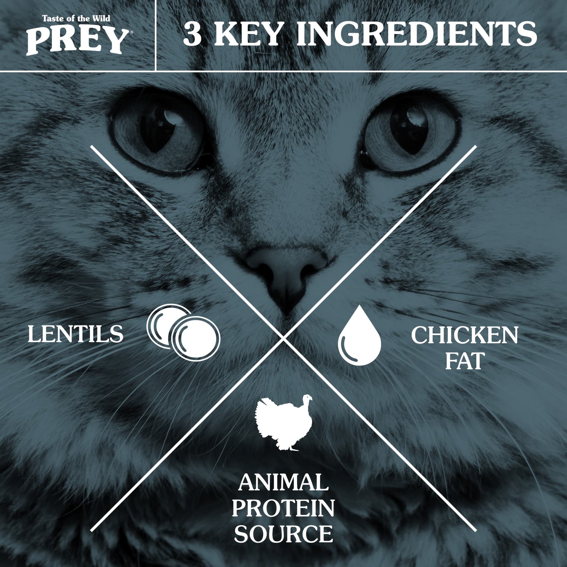 Taste of the Wild PREY Angus Beef Limited Ingredient Recipe for Cats - Pet Merit StoreTaste of the Wild PREY Angus Beef Limited Ingredient Recipe for Cats